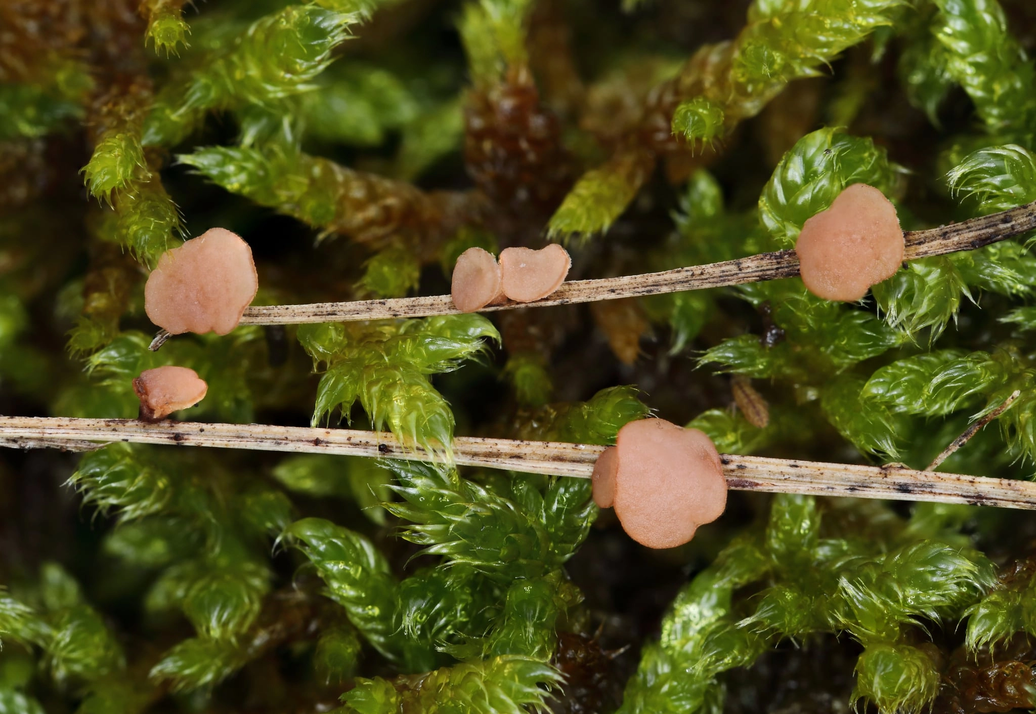 Clarireedia calopus
